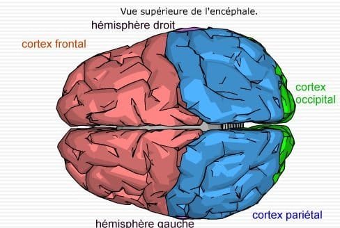 Hémisphère droit et hémisphère gauche …