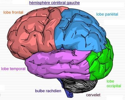 Lésions Cérébrales et Mouvements Anormaux : Ce Qu’il Faut Savoir ‍